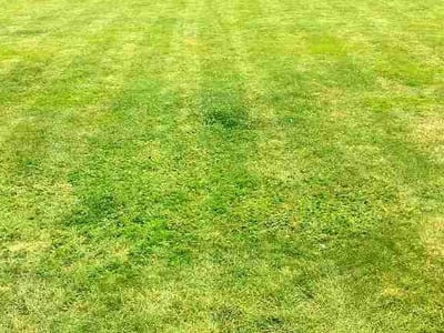 Lawn Care service in Sammamish, 98074
