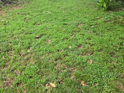 Lawn Care service in Rock Hill, 29730