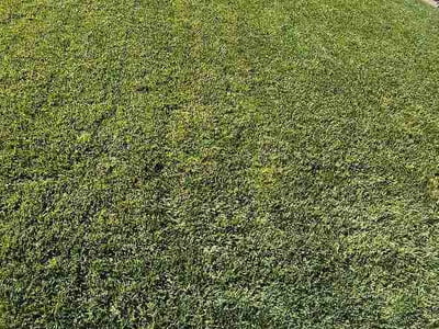 Lawn Care service in Burbank, 91502