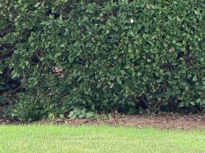 Lawn Care service in Beverly Hills, 90210