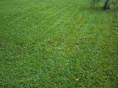 Lawn Care service in Murrells Inlet, 29576