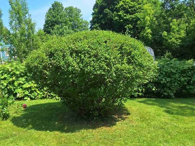 Lawn Care service in Camillus, 13031