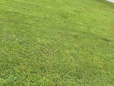 Lawn Care service in Anderson, 29624