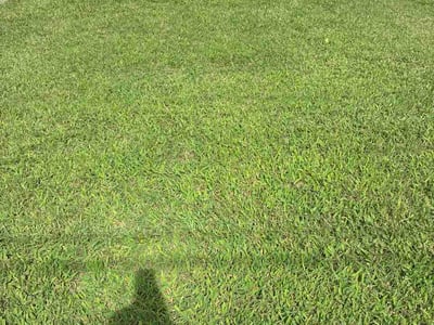 Lawn Care service in Sun City West, 85375