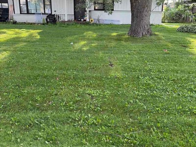 Lawn Care service in Aurora, 60506