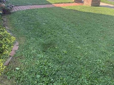 Lawn Care service in Ambler, 19002
