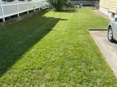 Lawn Care service in Brooklyn, 11216