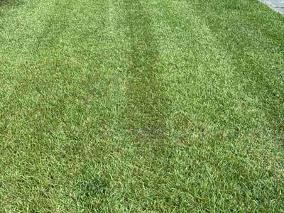 Lawn Care service in New Bern, 28560