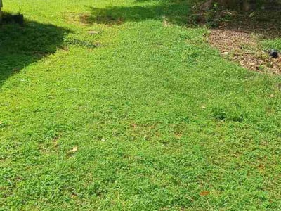Lawn Care service in Roswell, 30075