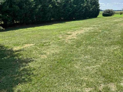 Lawn Care service in Dover, 19904