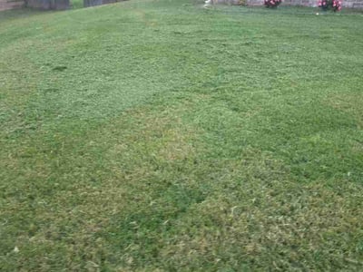 Lawn Care service in Leeds, 35094