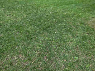 Lawn Care service in Iowa City, 52240