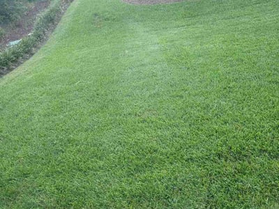 Lawn Care service in Royal Palm Beach, 33411