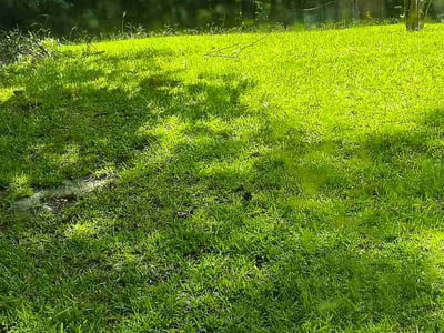 Lawn Care service in Riverdale, 30274
