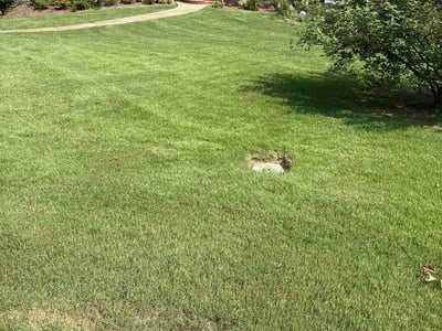 Lawn Care service in Phenix City, 36867