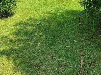 Lawn Care service in Winter Park, 32789