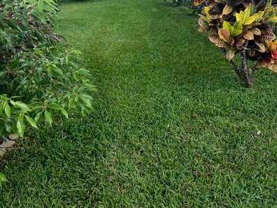 Lawn Care service in Seminole, 33772