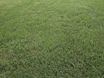 Lawn Care service in Gainesville, 30501
