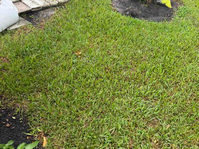Lawn Care service in Holiday, 34691