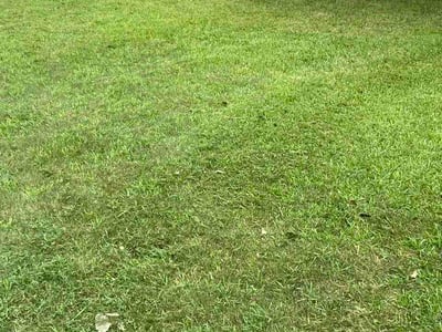 Lawn Care service in Cottage Grove, 55016