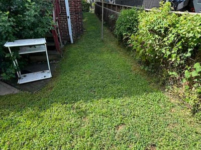 Lawn Care service in Washington, 20036