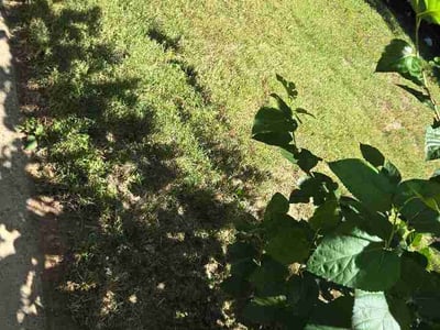 Lawn Care service in Centreville, 20120