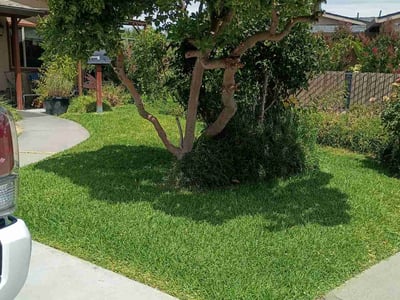 Lawn Care service in Manteca, 95336