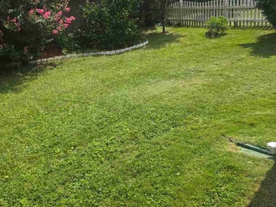 Lawn Care service in Potomac, 20036