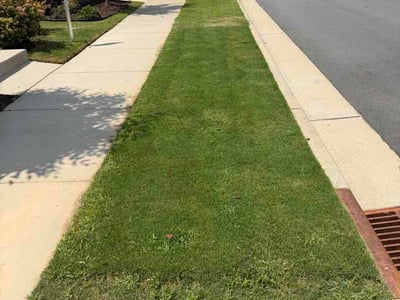 Lawn Care service in Wendell, 27591