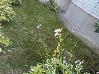 Lawn Care service in Pawtucket, 02860