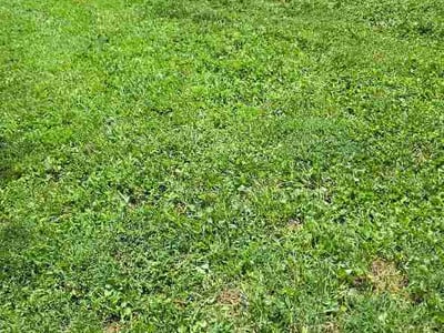 Lawn Care service in Madison, 37115