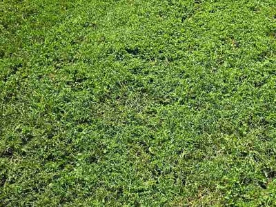 Lawn Care service in Spring Hill, 37174