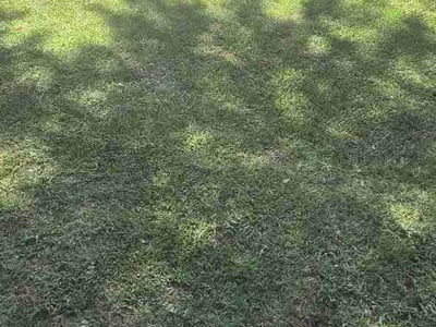 Lawn Care service in West Covina, 91790