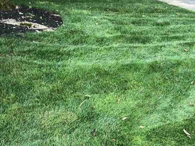 Lawn Care service in Georgetown, 40324