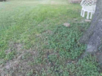 Leaf Removal service in Temple, 76501