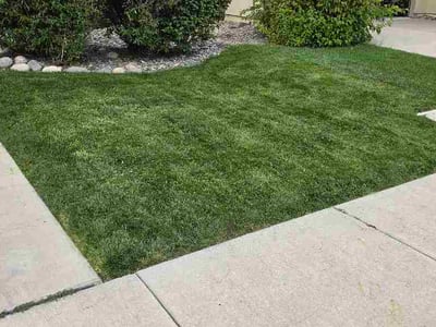 Lawn Care service in Sparks, 89431