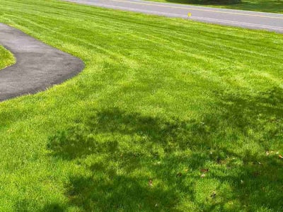 Lawn Care service in Elmhurst, 11373
