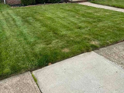 Lawn Care service in Brooklyn, 11216