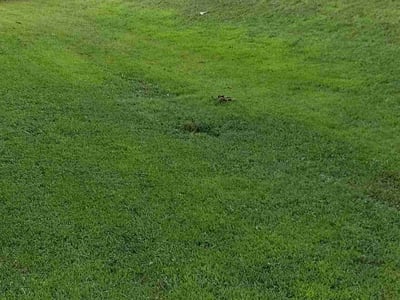 Lawn Care service in Elmhurst, 11373