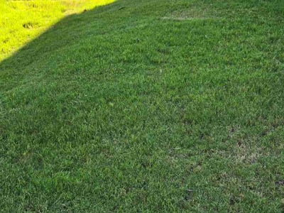 Lawn Care service in Whitestone, 11357
