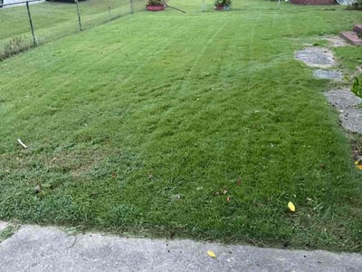 Lawn Care service in Springfield Gardens, 11434