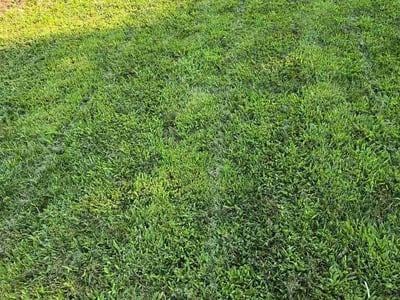Lawn Care service in Hoboken, 07030