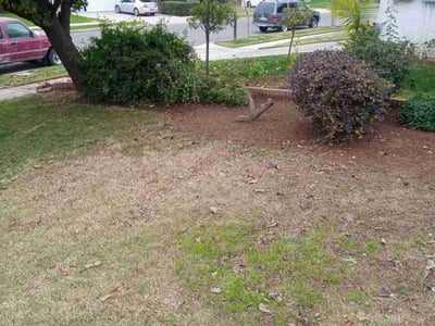 Leaf Removal service in Gilbert, 85295