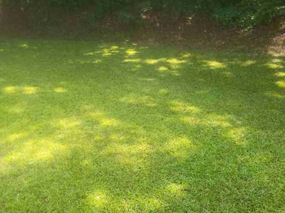 Lawn Care service in Florence, 29506