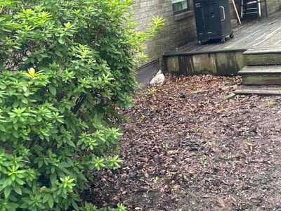 Lawn Care service in Darlington, 29532