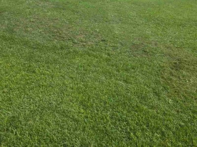 Lawn Care service in Darlington, 29532