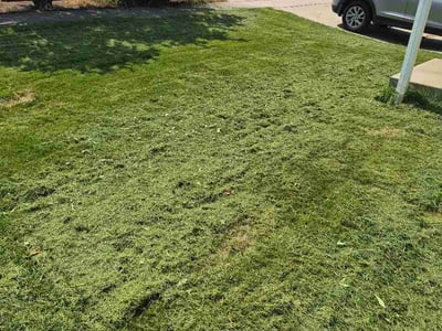 Lawn Care service in Bainbridge Island, 98110