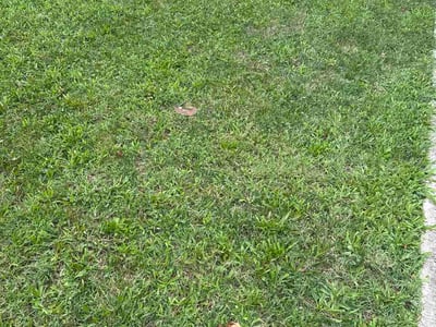 Lawn Care service in Hyattsville, 20781