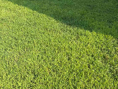 Lawn Care service in District Heights, 20747