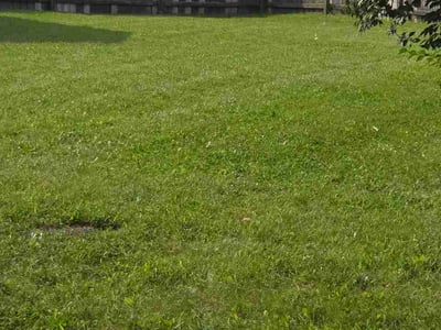 Lawn Care service in Burke, 22015